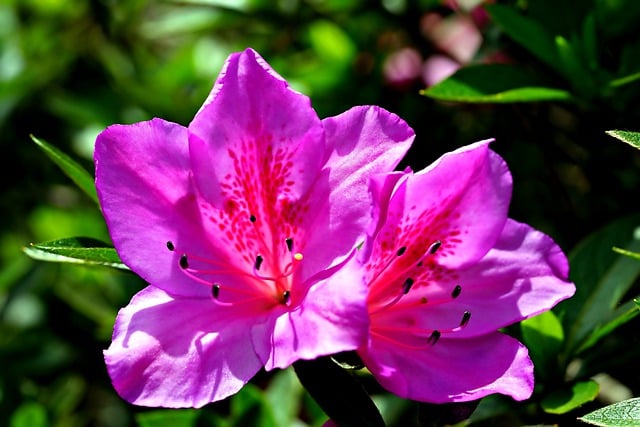 Free download azalea flower flora nature free picture to be edited with GIMP free online image editor