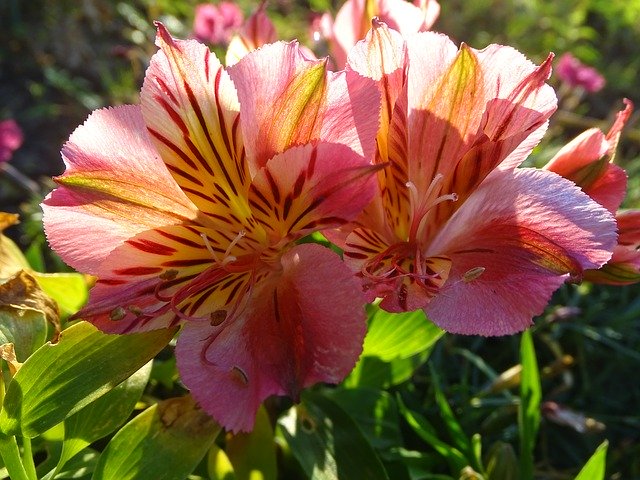 دانلود رایگان Azalea Flower Nature - عکس یا تصویر رایگان قابل ویرایش با ویرایشگر تصویر آنلاین GIMP