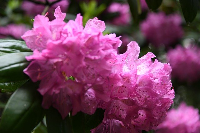 הורדה חינם Azalea Flowers Pink - תמונה או תמונה בחינם לעריכה עם עורך התמונות המקוון GIMP