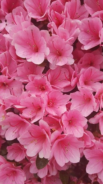 Free download Azalea Pink Macro -  free photo or picture to be edited with GIMP online image editor