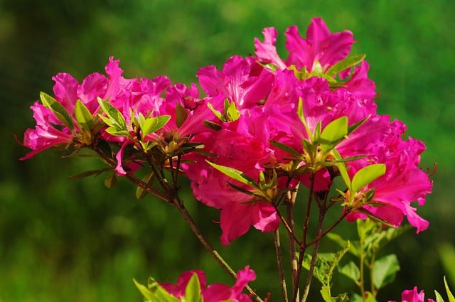 Free download azalea rhododendron blossoms pink free picture to be edited with GIMP free online image editor