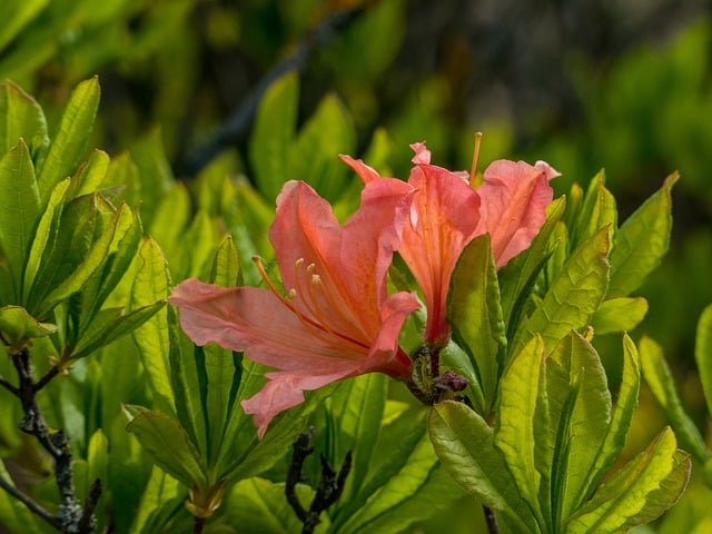 Free download azaleas rhododendron spring flowers free picture to be edited with GIMP free online image editor