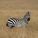 A Zebra in a Grassland  screen for extension Chrome web store in OffiDocs Chromium