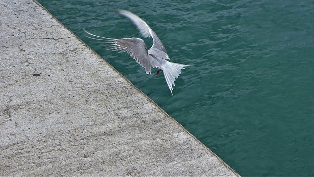 Free download Azores Bird Nature -  free photo or picture to be edited with GIMP online image editor