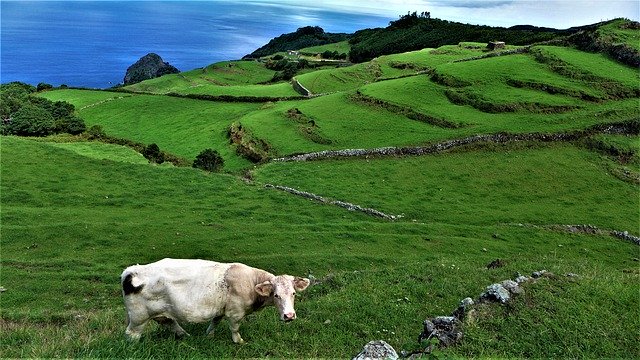 Free picture Azores Cow Portugal -  to be edited by GIMP free image editor by OffiDocs