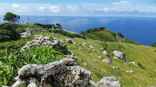 Безкоштовно завантажте Azores Flores Hydrangea - безкоштовну фотографію або зображення для редагування за допомогою онлайн-редактора зображень GIMP