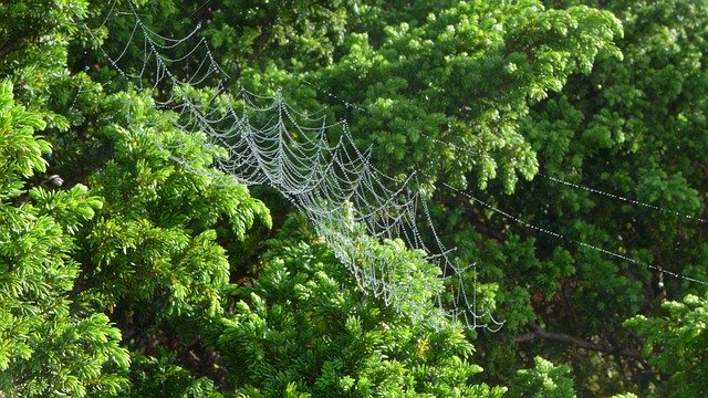 Descărcare gratuită Azores Web Nature - fotografie sau imagine gratuită pentru a fi editată cu editorul de imagini online GIMP