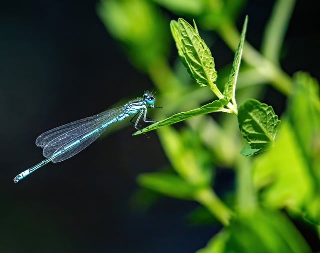 Free download azurjungfer dragon fly nature free picture to be edited with GIMP free online image editor