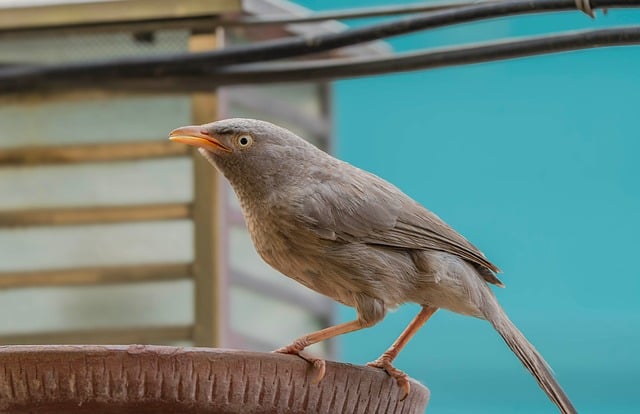 Free download babbler bird babbler bird animal free picture to be edited with GIMP free online image editor