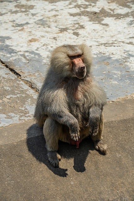 Descărcați gratuit babuin arabian babuin animal poza gratuită pentru a fi editată cu editorul de imagini online gratuit GIMP