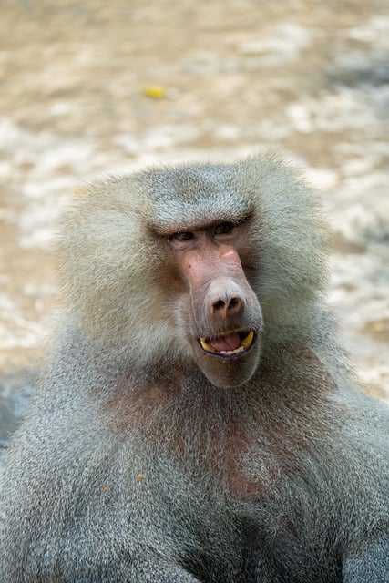 Free download baboon arabian baboon close up face free picture to be edited with GIMP free online image editor
