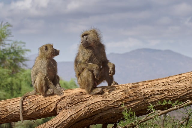 Free download baboon monkey africa wildlife free picture to be edited with GIMP free online image editor