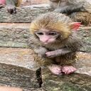 baboon monkey wallpaper  screen for extension Chrome web store in OffiDocs Chromium
