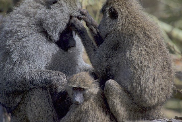 دانلود رایگان عکس خانواده میمون نخستی بابون برای ویرایش با ویرایشگر تصویر آنلاین رایگان GIMP