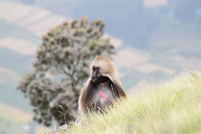 Free download baboon wildlife africa animals ape free picture to be edited with GIMP free online image editor