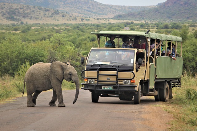 Free download baby african elephant crossing free picture to be edited with GIMP free online image editor