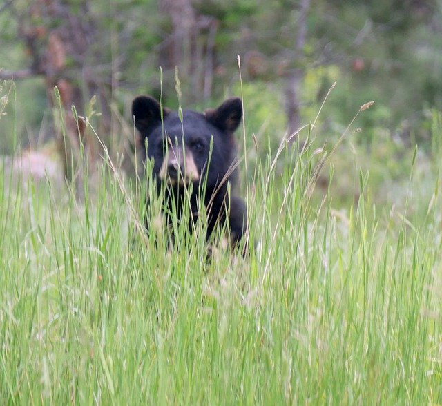 無料ダウンロードBabyBearCubBlack-GIMPオンライン画像エディタで編集できる無料の写真または画像