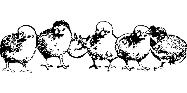 Free download Baby Birds Chickens - Free vector graphic on Pixabay free illustration to be edited with GIMP free online image editor