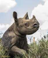 Free download Baby Black Rhino free photo or picture to be edited with GIMP online image editor