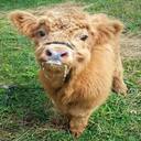 baby calf wallpaper  screen for extension Chrome web store in OffiDocs Chromium