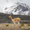 Baby camel  screen for extension Chrome web store in OffiDocs Chromium