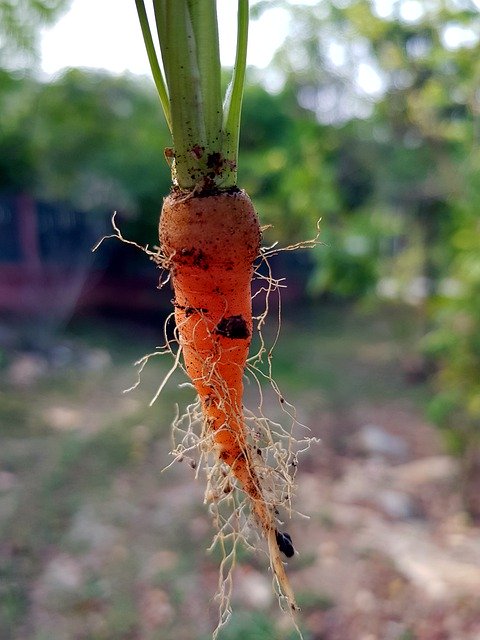 Free download Baby Carrot Healthy Vegetable -  free photo or picture to be edited with GIMP online image editor