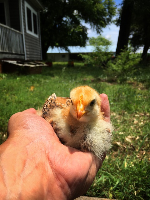 Free download baby chick comfort safe hand free picture to be edited with GIMP free online image editor
