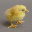 baby chicken wallpaper  screen for extension Chrome web store in OffiDocs Chromium