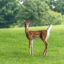 Baby deer  screen for extension Chrome web store in OffiDocs Chromium