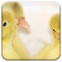 Baby Ducks  screen for extension Chrome web store in OffiDocs Chromium