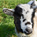 Baby goat  screen for extension Chrome web store in OffiDocs Chromium