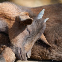 Baby goat sleeping  screen for extension Chrome web store in OffiDocs Chromium