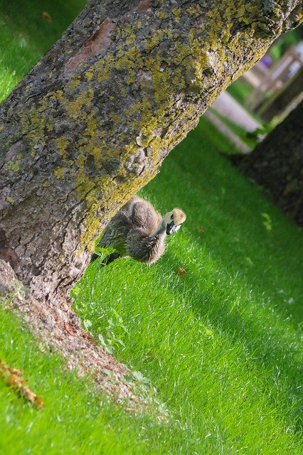 Free picture Baby Goose Nature -  to be edited by GIMP free image editor by OffiDocs