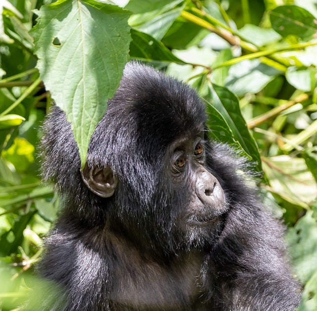 Free download baby gorilla gorilla jungle primate free picture to be edited with GIMP free online image editor