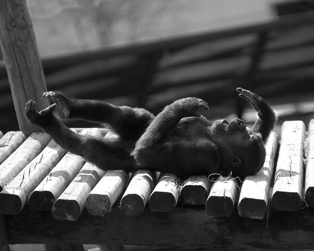 Descarga gratuita Baby Gorilla Lying Down Black And - foto o imagen gratuita para editar con el editor de imágenes en línea GIMP