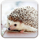 Baby Hedgehog  screen for extension Chrome web store in OffiDocs Chromium