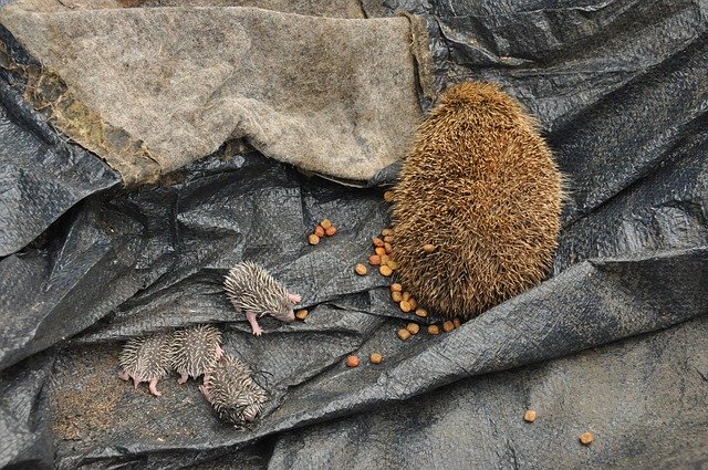 Free download Baby Hedgehogs Birth -  free photo or picture to be edited with GIMP online image editor