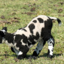 Baby Lamb with Cow Hair  screen for extension Chrome web store in OffiDocs Chromium
