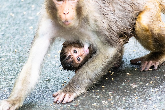 Free download baby monkey mother breastfeeding free picture to be edited with GIMP free online image editor