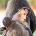 Baby Monkeys  screen for extension Chrome web store in OffiDocs Chromium