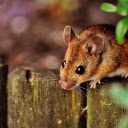Baby mouse  screen for extension Chrome web store in OffiDocs Chromium