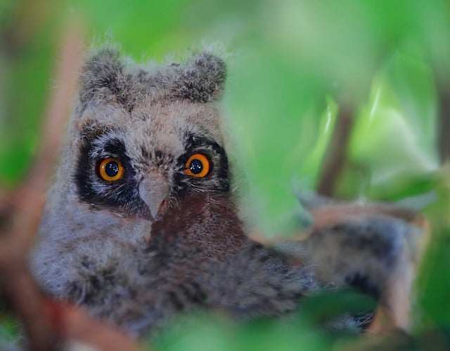 Free download baby owl bird nature animal fauna free picture to be edited with GIMP free online image editor