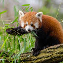 Baby panda  screen for extension Chrome web store in OffiDocs Chromium