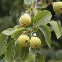 Baby pears  screen for extension Chrome web store in OffiDocs Chromium