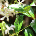 Baby Praying Mantis  screen for extension Chrome web store in OffiDocs Chromium