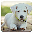 Baby Puppy  screen for extension Chrome web store in OffiDocs Chromium