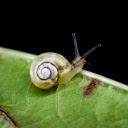 Baby snail  screen for extension Chrome web store in OffiDocs Chromium