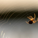 Baby spiders spin silk  screen for extension Chrome web store in OffiDocs Chromium