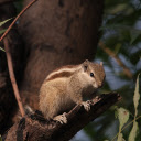 Baby squirrel  screen for extension Chrome web store in OffiDocs Chromium