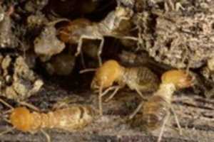 Free download  Baby Termites free photo or picture to be edited with GIMP online image editor